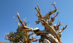bristlecone_2.jpg