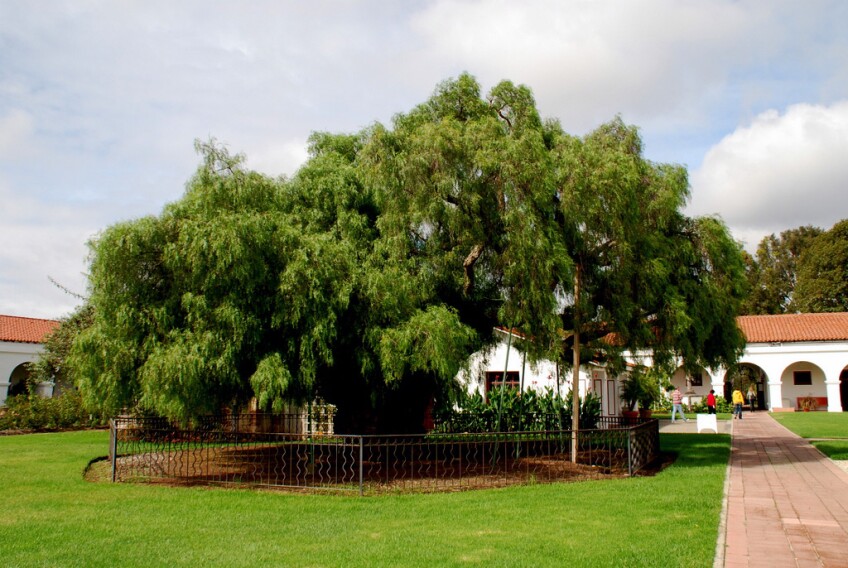 Pepper Tree