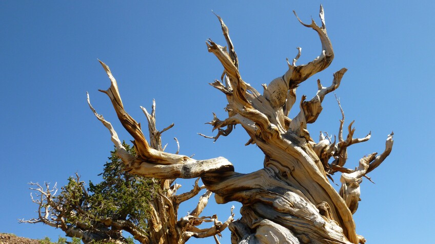 Bristlecone