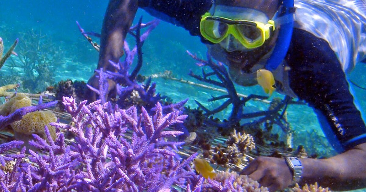 We're Finding Amazing, LifeSaving Natural Medicines in Coral Reefs