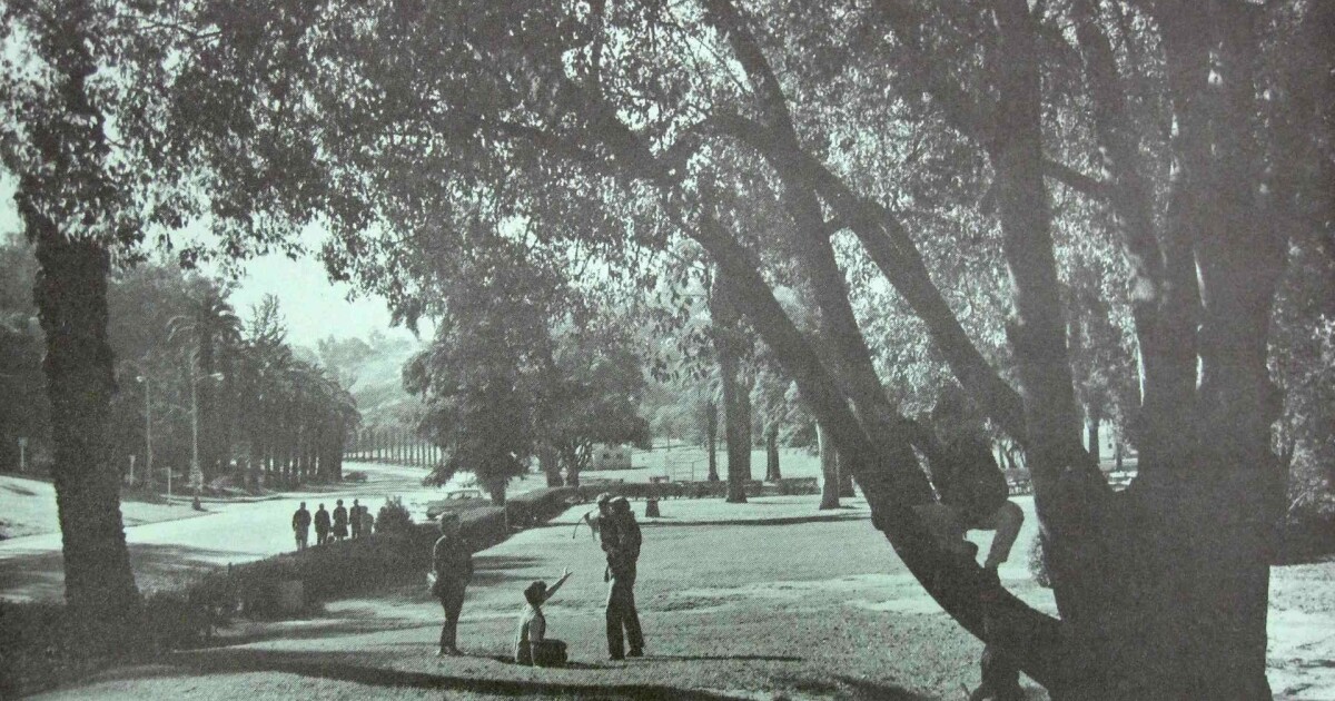 "Elysian Park is Their Playground" How Grace Simons Saved One of L.A.'s Oldest Parks Lost LA