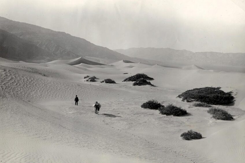Frank "Shorty" Harris plodding across Death Valley's sand dunes. | Dane Coolidge. Image courtesy of the Eastern California Museum.