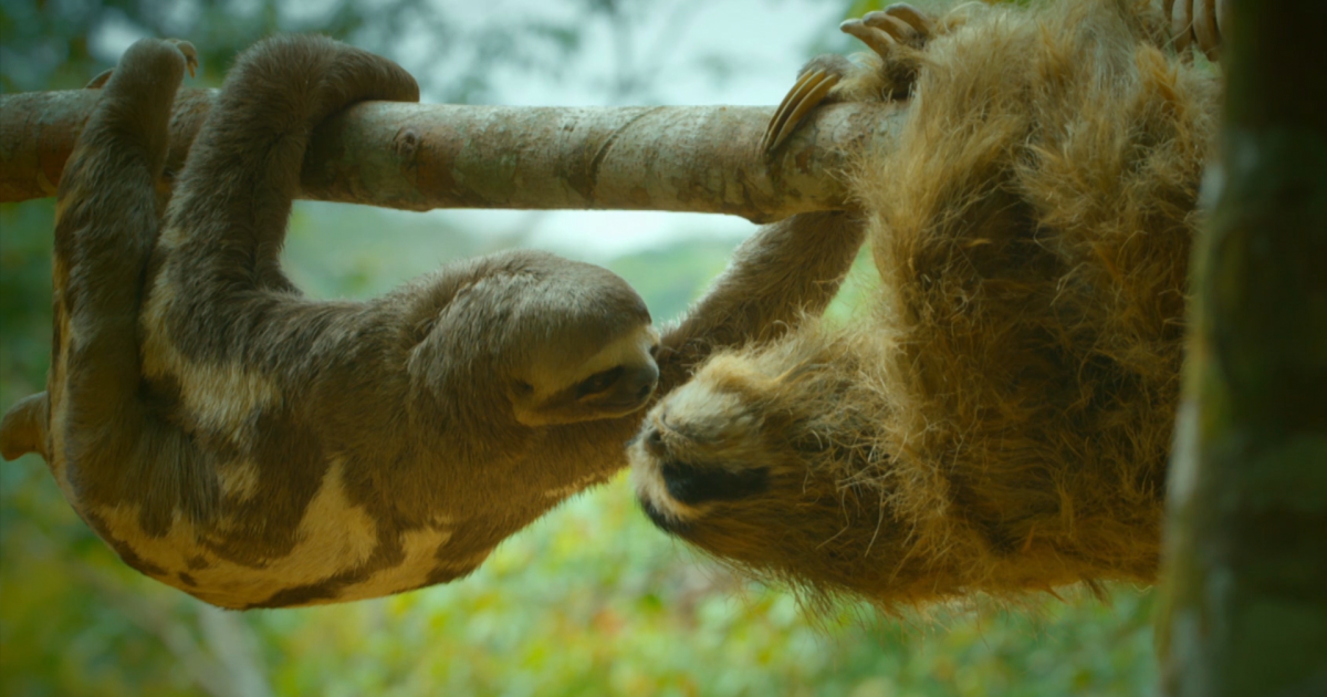 Watch Spy Sloth has an Admirer | Nature | PBS SoCal