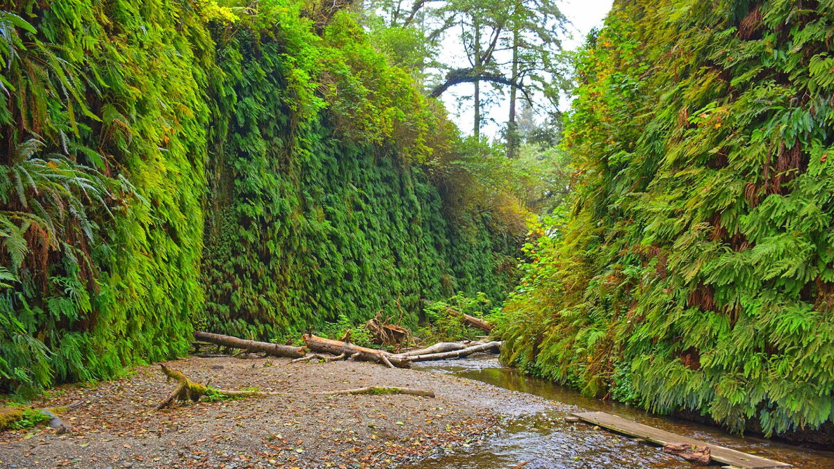 Five of Humboldt County's Best Hikes - Vimarsana News
