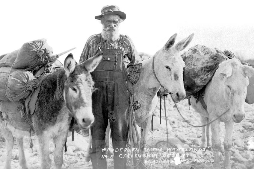 "Wanderers of the Wastelands" vintage postcard of an unknown prospector and his burros. | Courtesy of Orange County Archives.