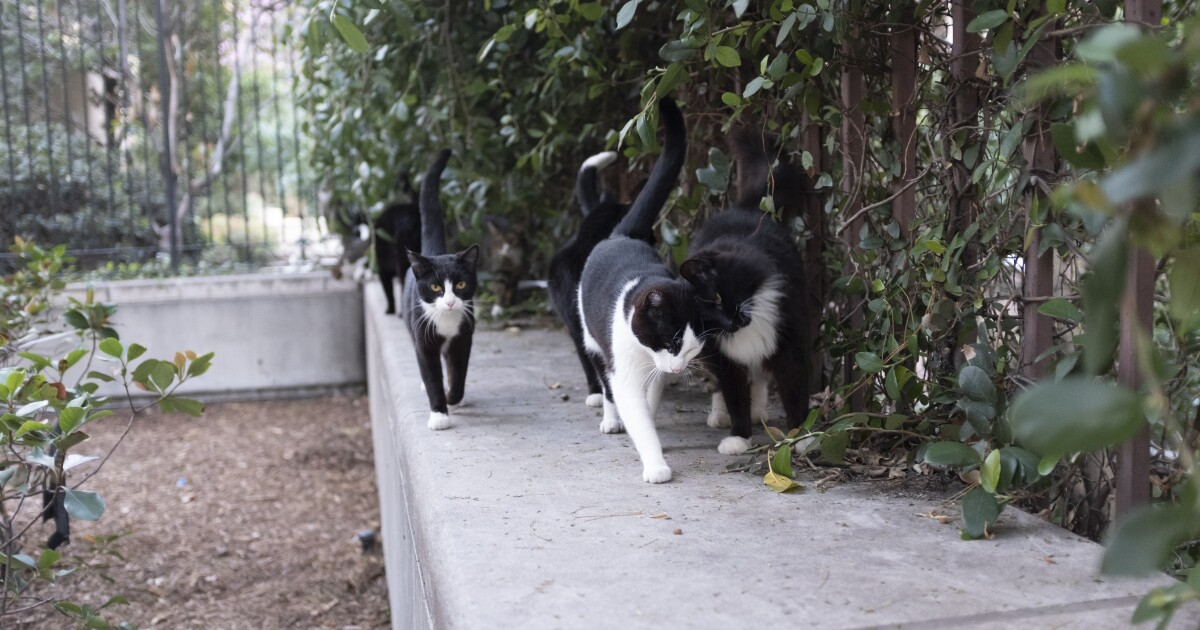 Where to Visit the Cats of Los Angeles (And Beyond