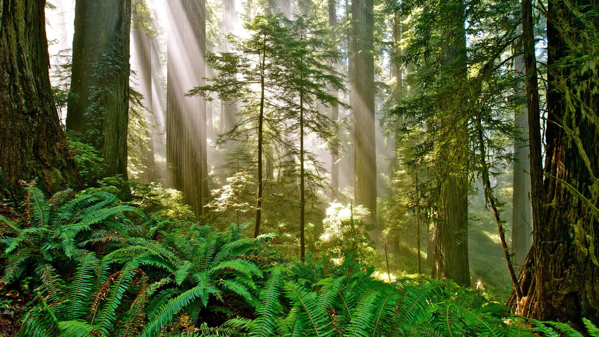 Five of Del Norte County's Best Campgrounds - Vimarsana News