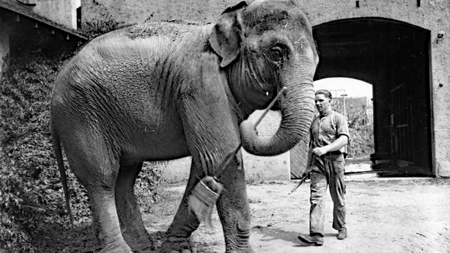 A black and white image of an elephant holding a broom with its trunk. A man is seen near the elephant, walking towards the animal. 