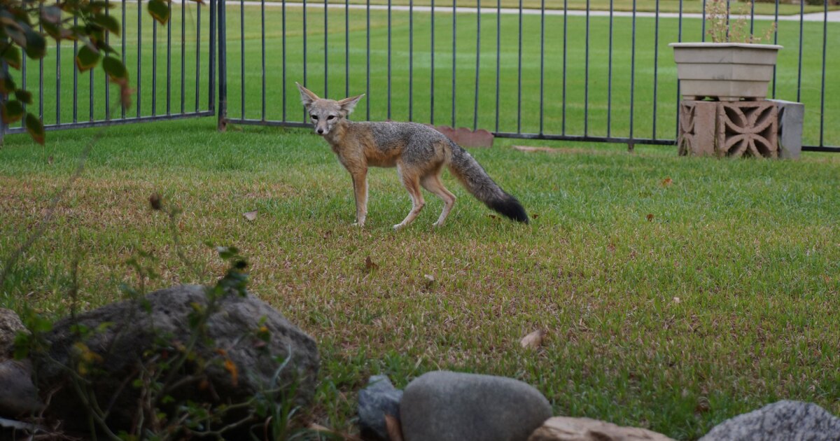 An Endangered Kit Fox Thrives in Bakersfield. Yes, Bakersfield