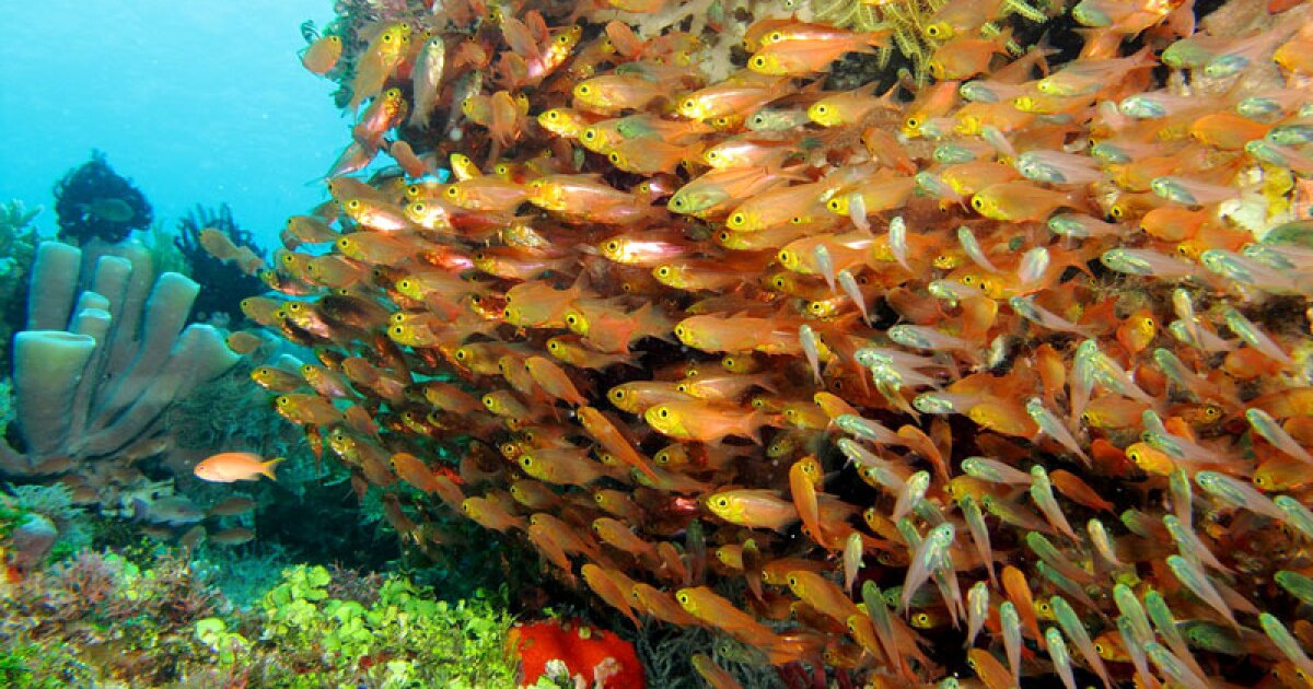 Where Can I Find Coral Reefs Near Me? Earth Focus News & Community