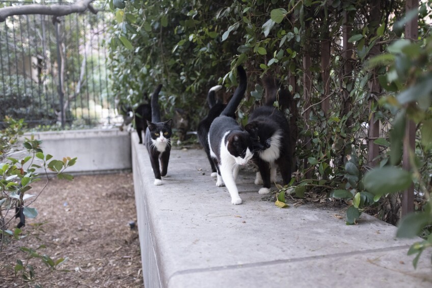 Where to Visit the Cats of Los Angeles (And Beyond