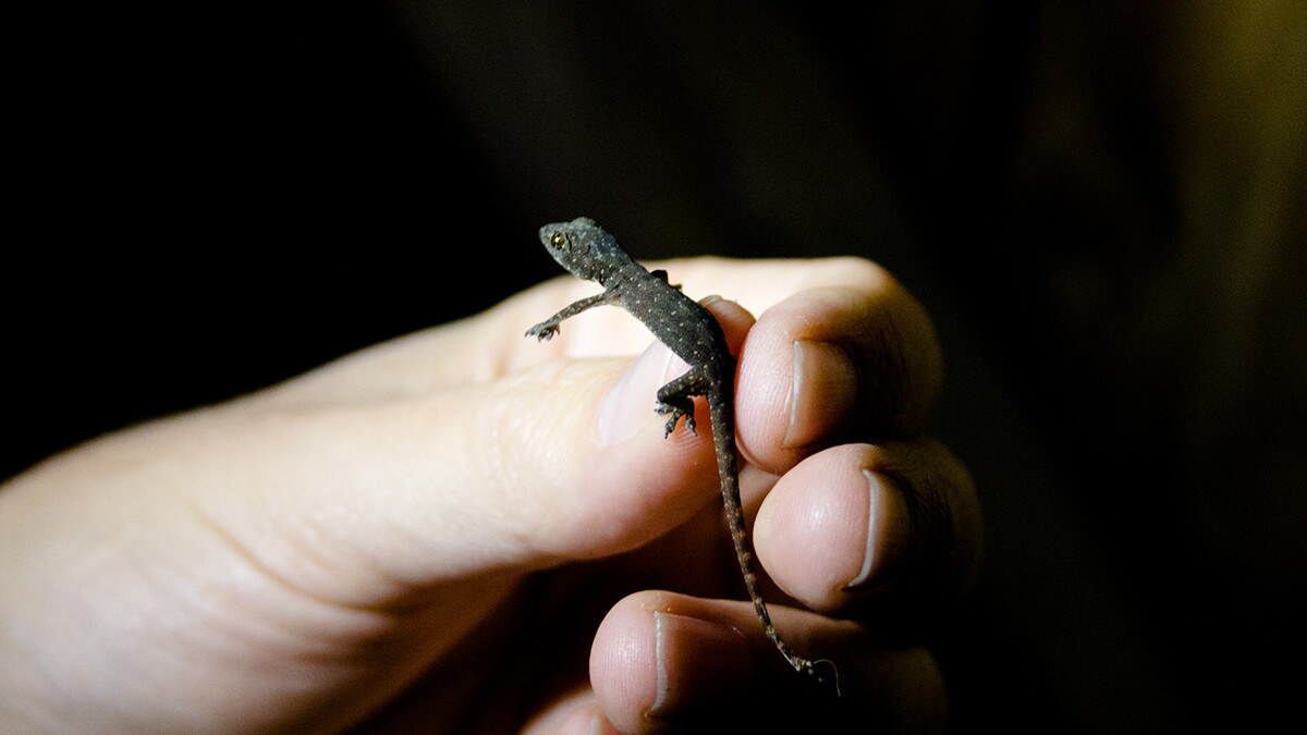 Citizen Scientists Finding New Reptile Species in Southern California |  Redefine | KCET