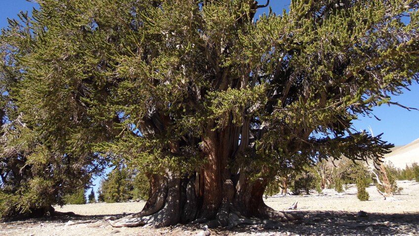 Bristlecone