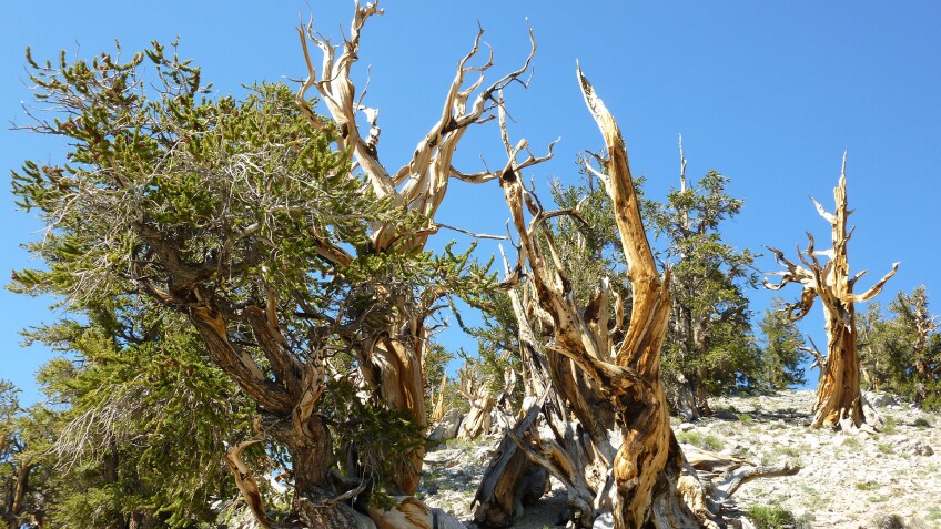 Bristlecone
