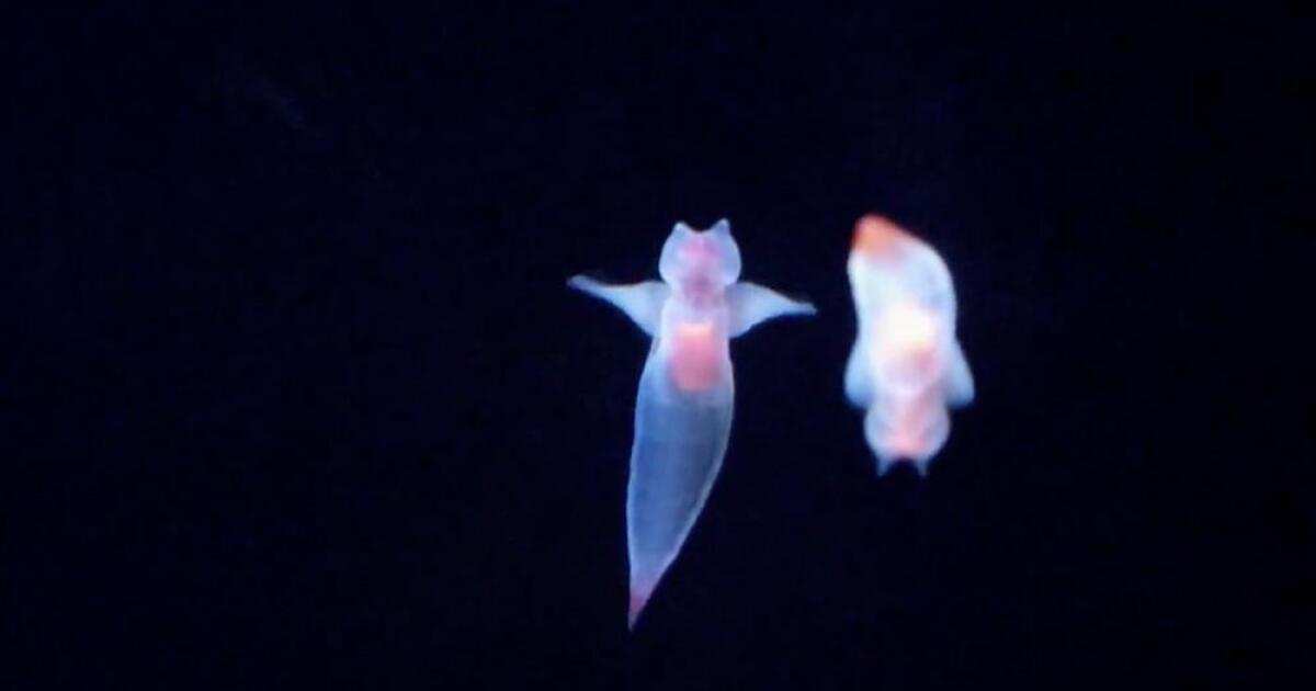 Watch Sea Butterflies in Danger Nova KCET
