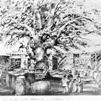 Edward Vischer's pre-1875 drawing of El Aliso in the courtyard of the Vignes winery. Courtesy of the Title Insurance and Trust / C.C. Pierce Photography Collection, USC Libraries.